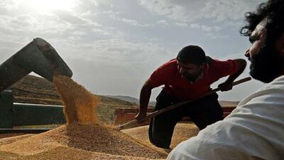 خرید گندم مازاد بر نیاز کشاورزان خراسان رضوی از میزان کل خرید گندم سال گذشته عبور کرد