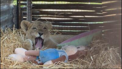 فیلم| نجات توله شیر ۶ ماهه از دست قاچاقچیان حیوانات