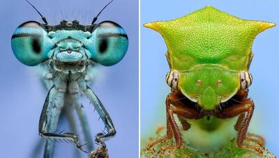 این تصاویر متفاوت از دنیای حشرات را ببینید