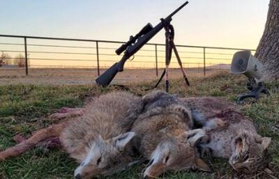لحظه شلیک مرگبار به یک گرگ در حین شکار گوسفند