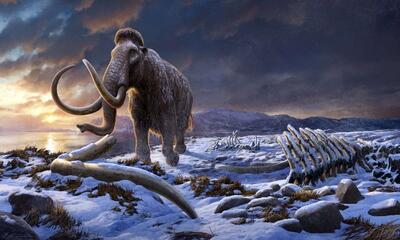 علت اصلی انقراض ماموت‌ها؛ آخرین فیل غول پیکر چگونه کشته شد؟