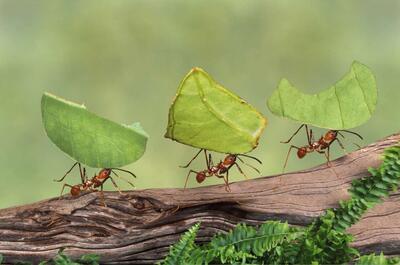 مورچه‌ها در کلونی خود، جراح و دکتر دارند!