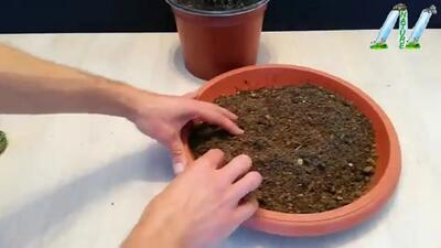 (ویدئو) چگونه مثل آب خوردن کاکتوس را در خانه تکثیر کنیم؟