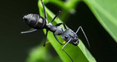 مورچه ها در کلنی خود، جراح و دکتر دارند