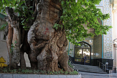 ۲۵۰۰ درخت ارزشمند پایتخت تحت مراقبت ویژه