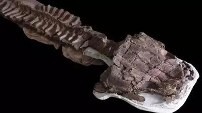 کشف یک هیولای عجیب ۲۸۰ میلیون ساله در اعماق صحرای نامبیا