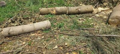 درختان پائولونیا در منطقه حفاظت شده سیاهمزگی شفت ریشه کن شدند