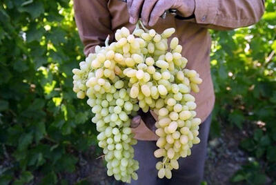پیش‌بینی تولید ۱۵۰ هزار تن انگور در تاکستان‌های کرمانشاه
