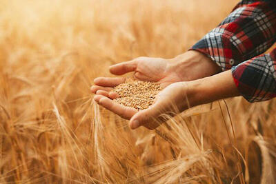 بیشترین سطح کشت گندم کشور در آذربایجان شرقی است