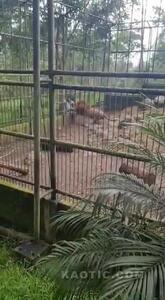 حمله شیر به یکی از بازدید کنندگان باغ وحش