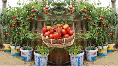 کشاورزی خلاقانه؛ آقاهه خونش باغچه نداره تو سطل های رنگ گوجه فرنگی کاشته محشر