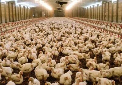 رشد 37 درصدی تولید مرغ در خراسان جنوبی - تسنیم