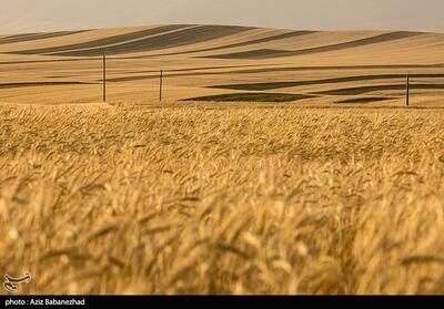 افزایش خرید گندم در لرستان/ کوهدشت در صدر برداشت - تسنیم