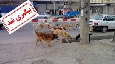 موضوع سگ های ولگرد و امنیت شهروندان در دست اجرا
