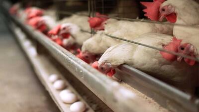 صادرات مرغ تخمگذار از قوچان به افغانستان