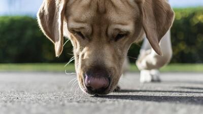 اقدام جالب یک مغازه‌دار در انزلی؛ پناه دادن به سگ خیابانی از شدت گرمای هوا (فیلم)
