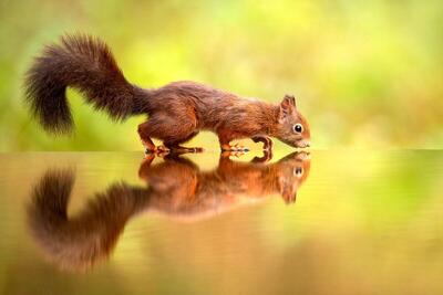 آب دادن به یک سنجاب تشنه با بطری آب (فیلم)