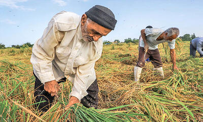 نسخه مالی راه نجات کشاورزی