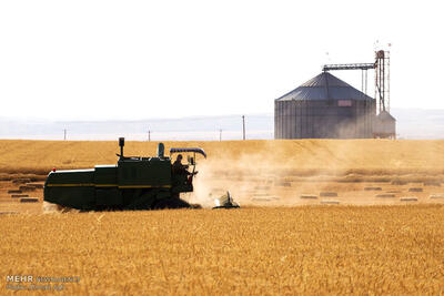 ۴۴۶ هزار تن گندم به صورت تضمینی از کشاورزان خریداری شده است