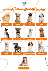 بهترین مدل‌های سگ برای نگهداری در خانه: راهنمای کامل انتخاب سگ مناسب برای آپارتمان و خانه