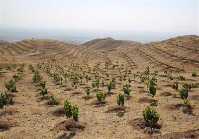 روستای جابوز خلیل آباد پیشرو در طرح ملی کاشت 1میلیارد درخت - تسنیم