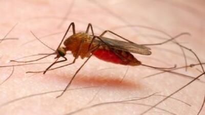 ثبت بیش از یک هزار مورد مالاریا در افغانستان
