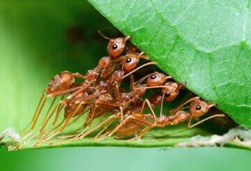 مورچه‌ها در کلنی خود، جراح و دکتر دارند!