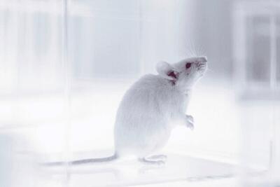 اولین موش جهان با سیستم ایمنی کامل و عملکردی انسان