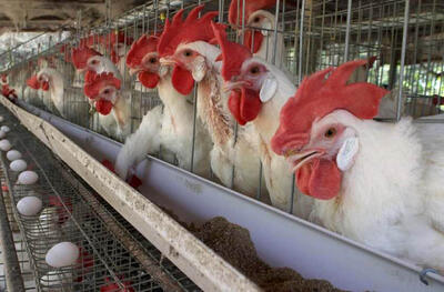 حذف قیمت‌گذاری دستوری، انتظار اصلی تولیدکنندگان از دولت جدید/تک نرخی شدن ارز مرغ را کمتر از ۱۰ درصد گران می‌کند