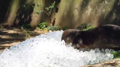 (ویدئو) خنک شدن حیوانات باغ وحش با یخ
