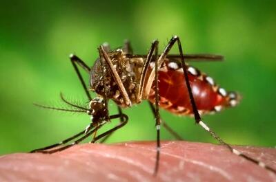 چگونه از نیش پشه‌ها در مناطق مبتلا به تب دنگی جلوگیری کنیم؟