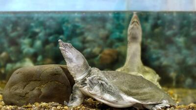 این لاک‌پشت‌ها از راه دهان ادرار می‌کند