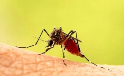 چه بیماری هایی از پشه‌ به انسان‌ منتقل می‌شوند؟