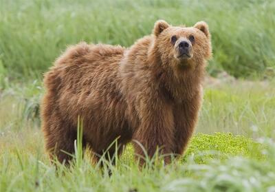 ترفند خرس قهوه‌ای برای رفع خارش پوست در جنگل‌های مازندران - تسنیم