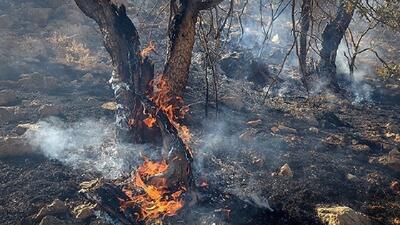 برای آفت زدایی و آتش سوزی مراتع و جنگل های زاگرس باید چاره اندیشی کرد