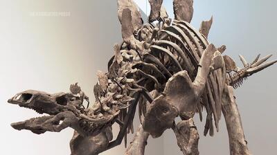 فیلم| نمایش فسیل استگوزاروس ۱۶۱ میلیون ساله در نیویورک