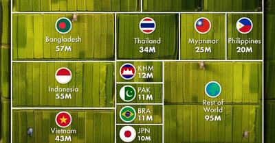 (اینفوگرافیک) با بزرگترین تولیدکنندگان برنج جهان آشنا شوید