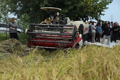 آئین اولین برداشت برنج سال زراعی جاری در مازندران برگزار شد