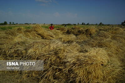 کشت قراردادی در ۱۵۰۰هکتار اراضی سمنان/ خرید ۵۳ هزار تن گندم در استان
