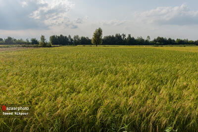 اولین برداشت مکانیزه برنج در مازندران انجام شد