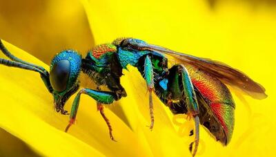 زیبایی پنهان یک حشره با نام زنبور آتشین (عکس)
