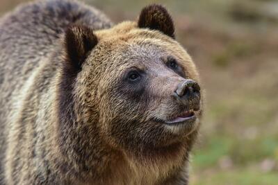 ثبت تصاویری از ‎خرس قهوه‌ای در ارتفاعات ‎مازندران (فیلم)