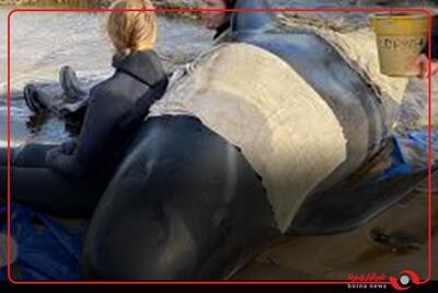 77 نهنگ پس از سرگردانی دسته جمعی در اورکنی اسکاتلند کشته شدند.