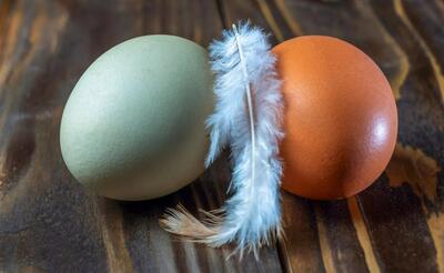 دلیل رنگ متفاوت تخم‌مرغ‌ها چیست؟