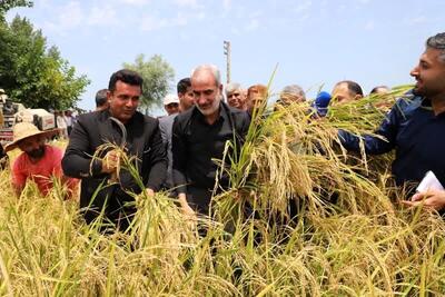 تولید برنج مازندران افزایشی شد