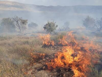 ۵۰ درصد از درختان خائیز در آتش سوخت