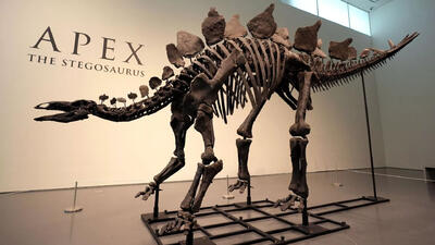 (عکس) اسکلت تقریبا کامل یک دایناسور ۱۶۱ میلیون ساله 5 روز دیگر حراج می‌شود