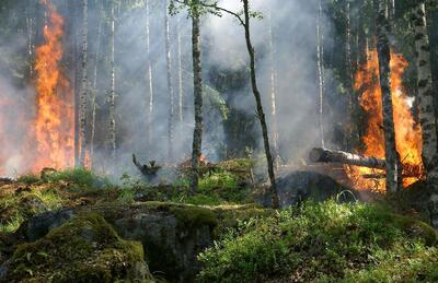 یک فعال محیط زیست: ۴۰ تا ۵۰ درصد از منطقه حفاظت شده خائیز در آتش سوخت