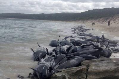 ببینید | تصاویر تلخ از تلف شدن ده‌ها نهنگ در سواحل اسکاتلند