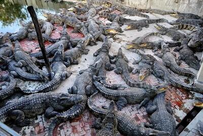 فرآوری تمساح؛ پرورش و فرآوری گوشت و پوست هزاران کروکودیل غول پیکر